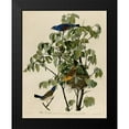 thumbnail image 2 of Vintage Apple Collection 15x18 Black Modern Framed Museum Art Print Titled - Blue Grosbeak, 2 of 5