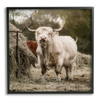 Stupell Grazing Cattle Hay Bale Farm Animals & Insects Photography Black Framed Art Print Wall Art