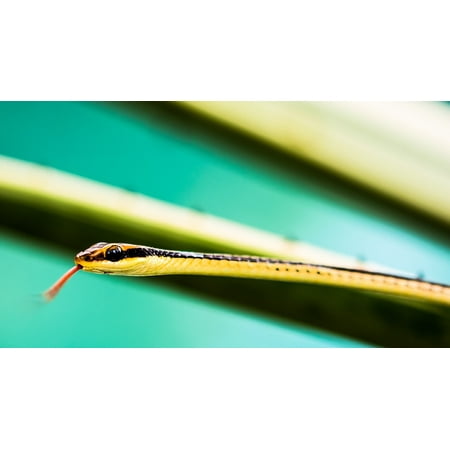 - Laminated Poster Reptile Yellow Animal Eye Snake Poster 24x16 Adhesive Decal