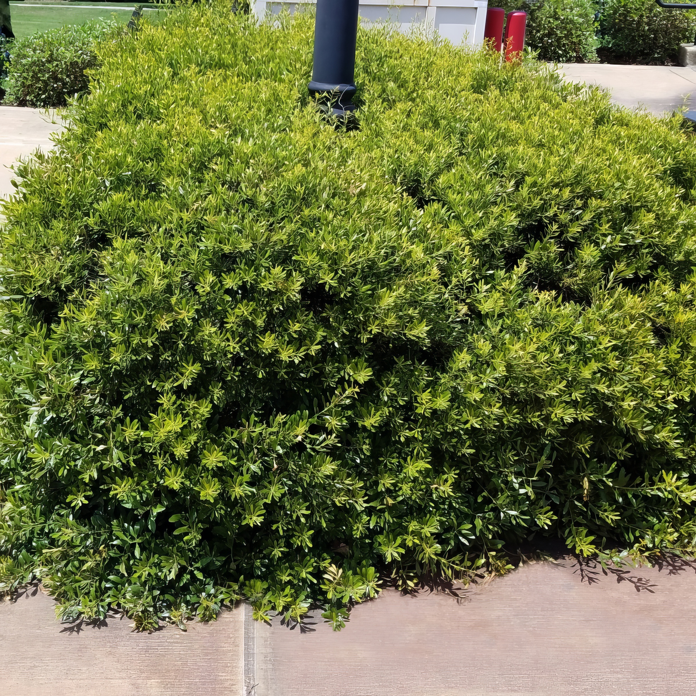 Live Shrub 3 gal Dwarf Wax Myrtle with Full Sunlight