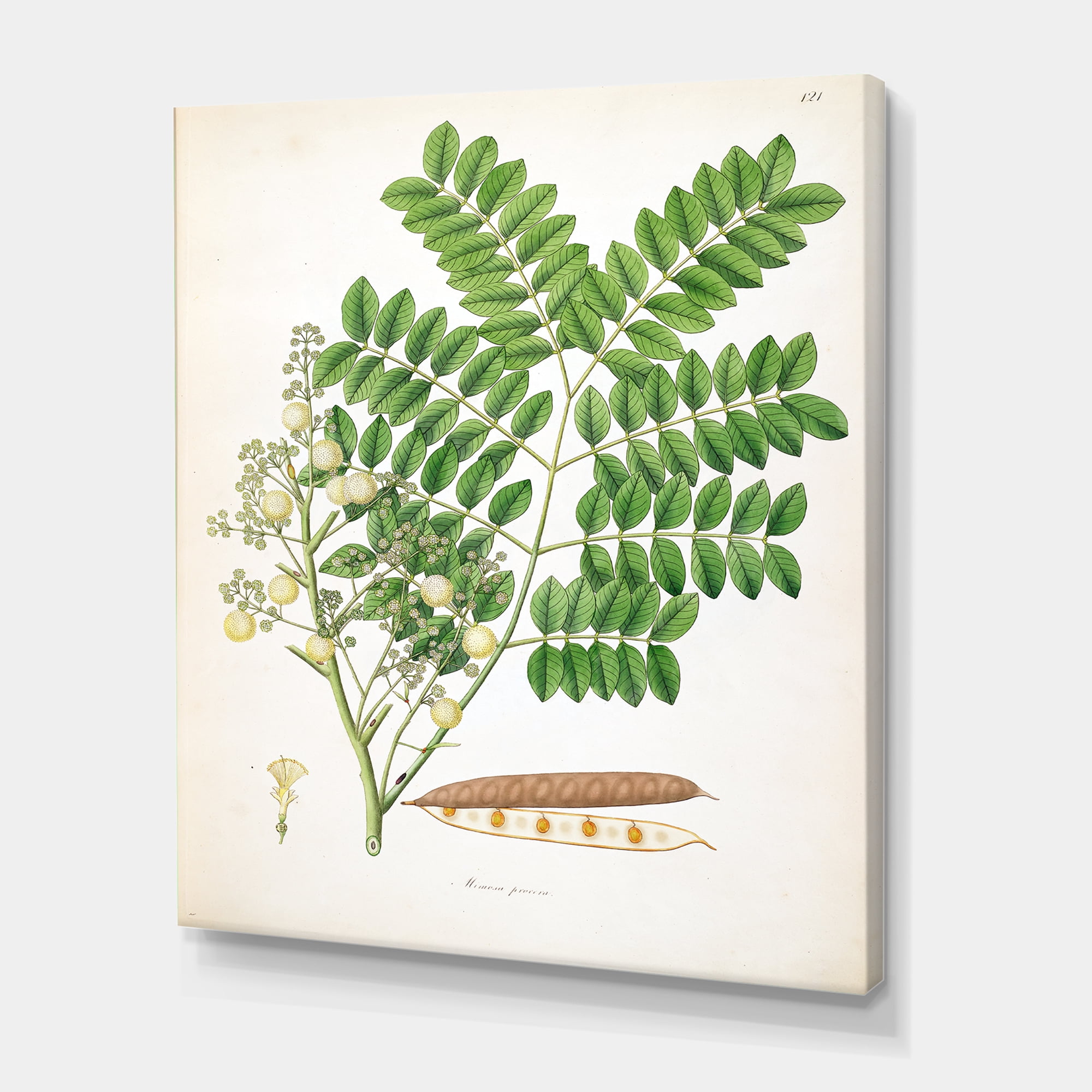 Designart ' Ancient Botanicals VII ' Farmhouse Canvas Wall Art Print