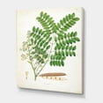 thumbnail image 3 of Designart ' Ancient Botanicals VII ' Farmhouse Canvas Wall Art Print, 3 of 4