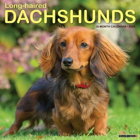 Longhaired Dachshunds 2026 Wall Calendar, (Paperback)