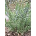 thumbnail image 5 of RedCrocus Common Rosemary Herb- Rosmarinus officinalis 'Upright'- Fragrant, Evergreen Herb for Culinary & Ornamental Use 4.5" Pot (Pack of 5), 5 of 20