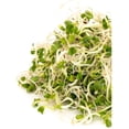 thumbnail image 4 of Organic Broccoli (Brocoli) Sprouting Seeds, Mumm's, Large Size - 200 Grams, Non-GMO - High Germination Rate - Resealable Bag, 4 of 5