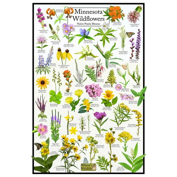 Minnesota Wildflowers Poster - Native Prairie Blooms - Educational Science Chart of Minnesota Flowers