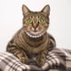 thumbnail image 4 of unbranded 1Jgo Collar De Para Mascotas Con Ajustable Y Lazo Para Uso Y Duradero, 4 of 6
