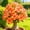 B, variant on Desert Rose, Shade Plant for Gardens-Easy Grow-Low Maintenance-Ideal for Beds Borders, Plant Pots & Planters