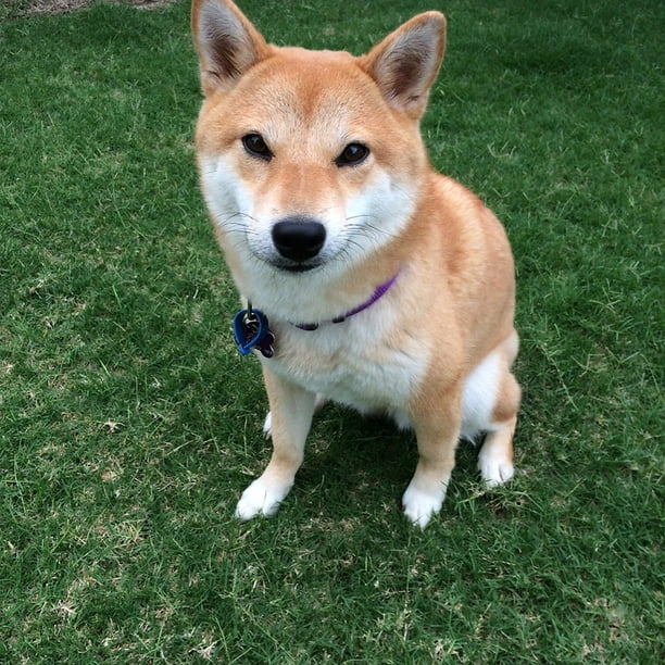Japanese Shiba Inu Dog Spitz Breeds Doge Meme 20 Inch By 30 Inch