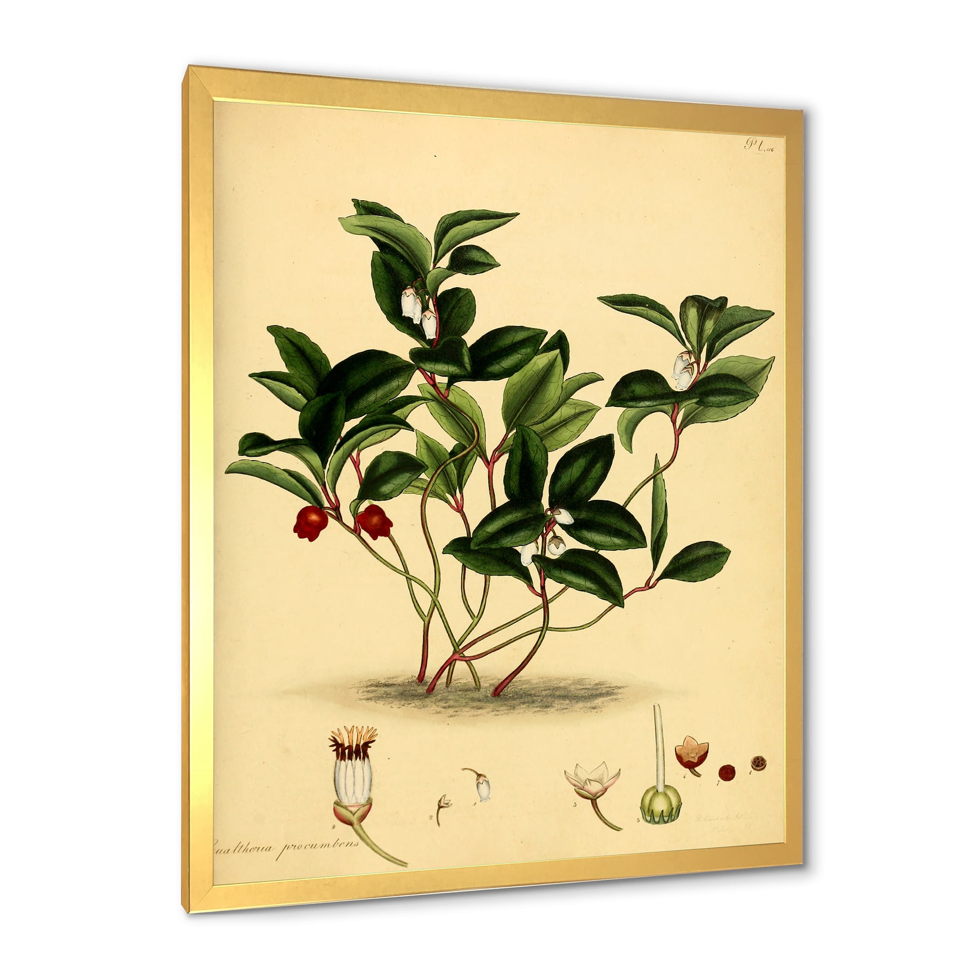 Designart 'Ancient Plant Life III' Traditional Framed Art Print