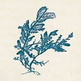 thumbnail image 2 of Goldberger, Jennifer 15x15 White Modern Wood Framed Museum Art Print Titled - Indigo Algae III, 2 of 4