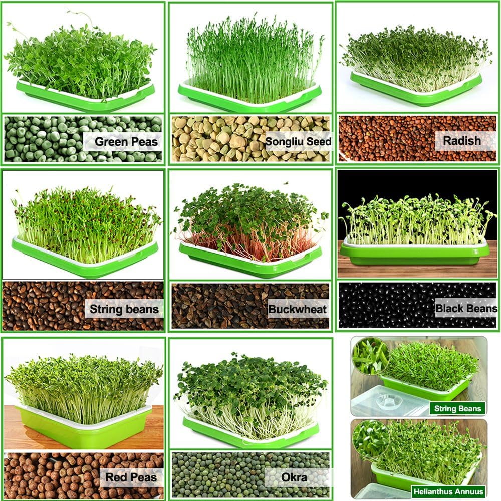 Tutuviw Set of 5 Garden Seed Sprouter Tray BPA Free PP Soil-Free Big Capacity Healthy Wheatgrass Grower with Lid Sprouting 13x9.5x1.8inches