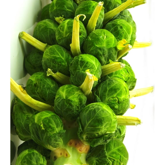 Earthcare Seeds - Brussels Sprouts Catskill 500 Seeds (Brassica Oleracea) Heirloom - Open Pollinated