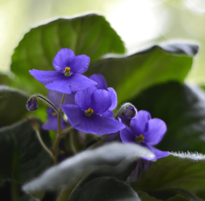Violets Blue Live Plants Houseplants, Blue African Violet Flower 4 Inches Pot, Live Plant Indoor Ready to Grow Your Garden, African Violet Flowers, 3-5 Inch Pot