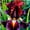 B, variant on Iris for Planting-(Non-Artificial)-Beginner-Friendly Cultivation, Rapid Sprouting, Stunning Mixed Blooms, Ideal for Household Gardening, Blooms Every Year