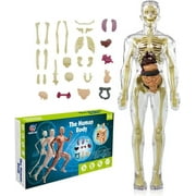 Interactive Human Anatomy Toy, Diy Assembled Organ Model, Suitable for Age 6+, Children Learning Scientific Anatomy, Fully Transparent