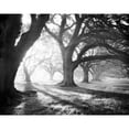 thumbnail image 3 of Guion, William 24x20 Black Modern Framed Museum Art Print Titled - Oak Alley, Light and Shadows, 3 of 5