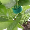 thumbnail image 2 of Dosaele 2 Rouleaux de Ruban Velcro Réutilisable en Nylon pour Plantes de Jardin 10mm x 10m Vert, 2 of 4