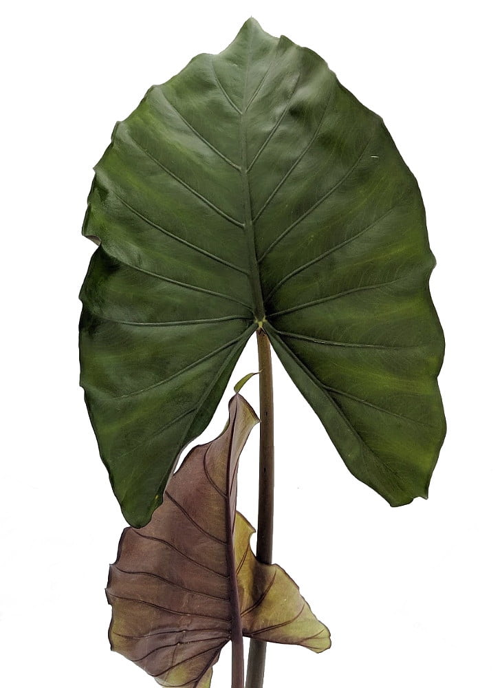 Sumo Elephant Ear Plant Alocasia Houseplant/Outdoors 6" Pot