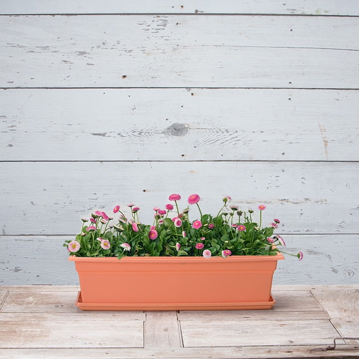 Root & Vessel Countryside Flower Box Tray, Terra, Small, (16.25" x 6.5")
