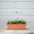 thumbnail image 2 of Root & Vessel Countryside Flower Box Tray, Terra, Small, (16.25" x 6.5"), 2 of 5