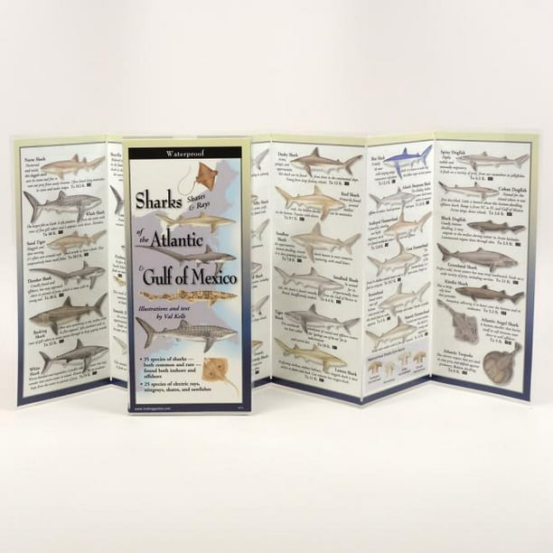 Sharks, Skates, & Rays of the Alantic & Gulf of Mexico Sharks, Skates, & Rays of the Alantic & Gulf of Mexico