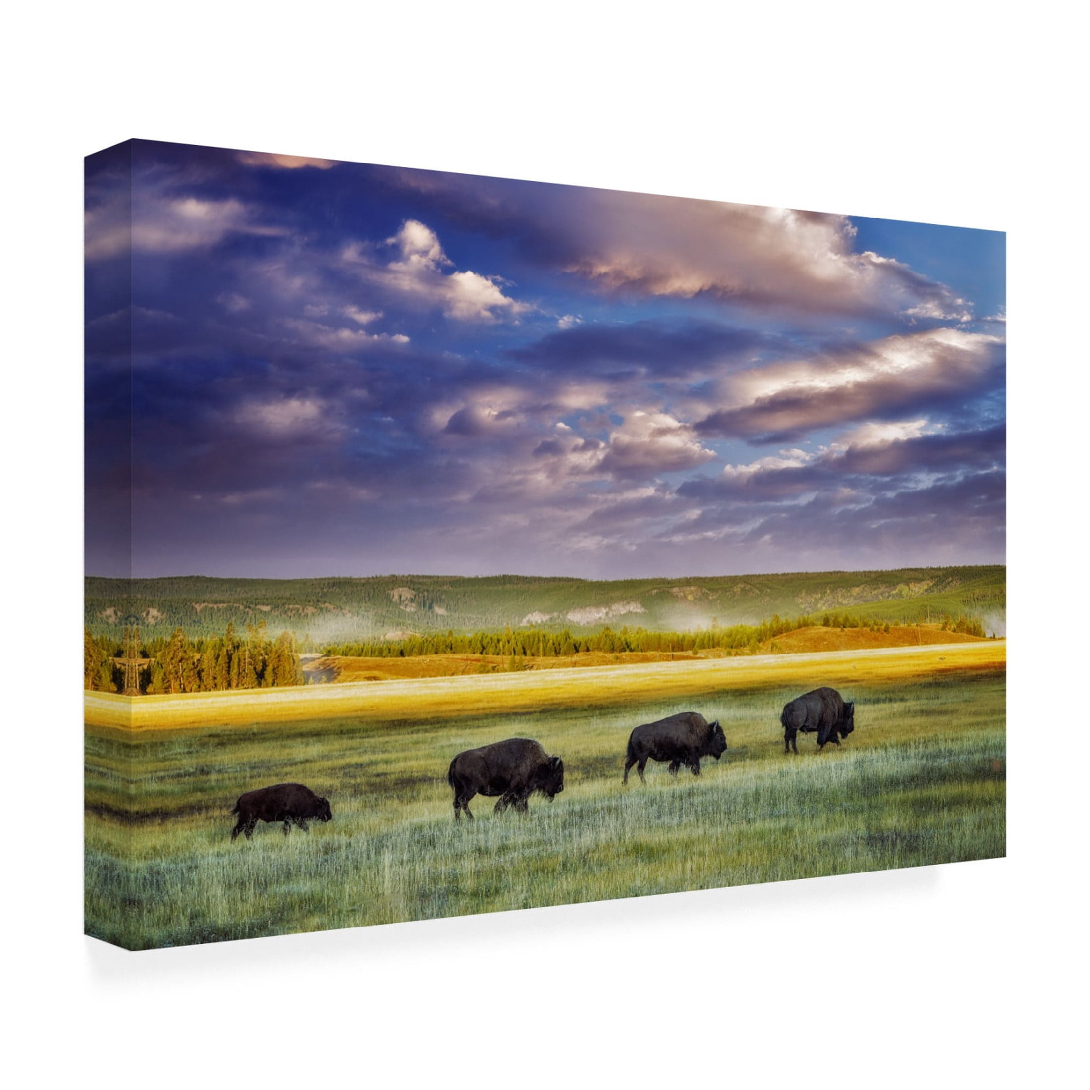 Canvas Wall Art - Dennis Frates 'Buffalo In Field' Wall Art for Living Room, Bedroom, or Office Décor by Trademark Fine Art - 47 x 30 Inches