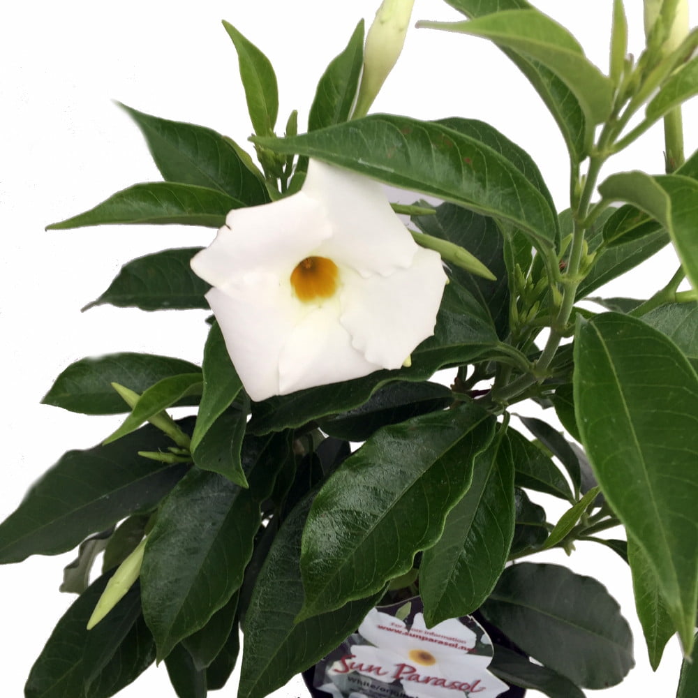 White Brazilian Jasmine Plant Indoors/Out Mandevilla 6" Pot