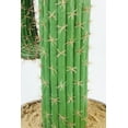 thumbnail image 3 of Vintage Home Artificial Faux Real Touch 55" Tall Mexican Cactus, 3 of 4