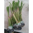 thumbnail image 3 of Set 5 Lemongrass Plants 4-7" Tall for Planting, Rooted Starter Plant, Cymbopogon Plant Healthy Herb Lemon Grass Plants, 3 of 5