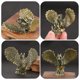 thumbnail image 3 of FENGGUIQU De Decorativa En Latón Dorado Con Base Estable Para Uso En Escritorio O Pared De Madera, 3 of 8
