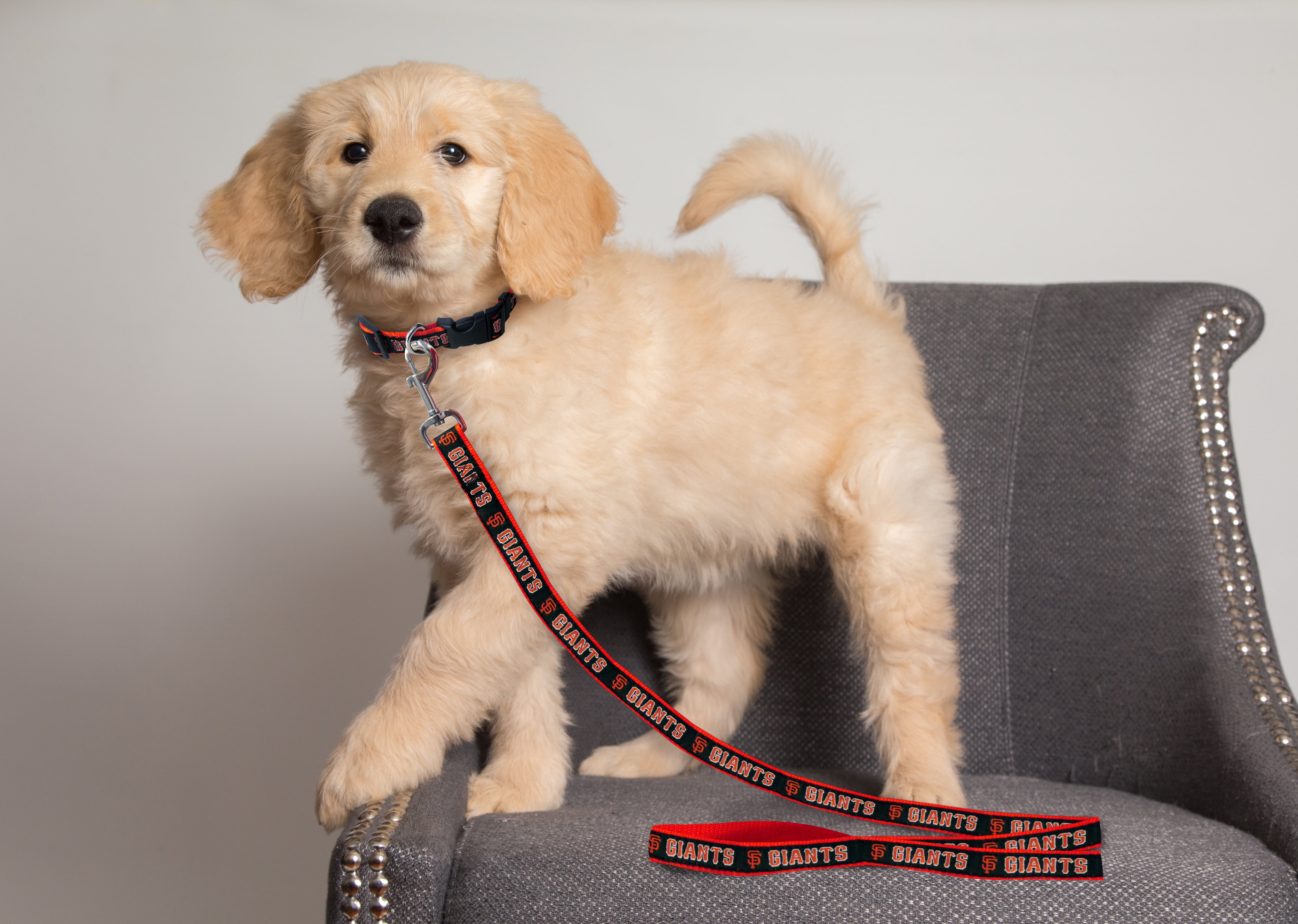 Pets First MLB San Francisco Giants Cats and Dogs Durable Pet Leash, Medium