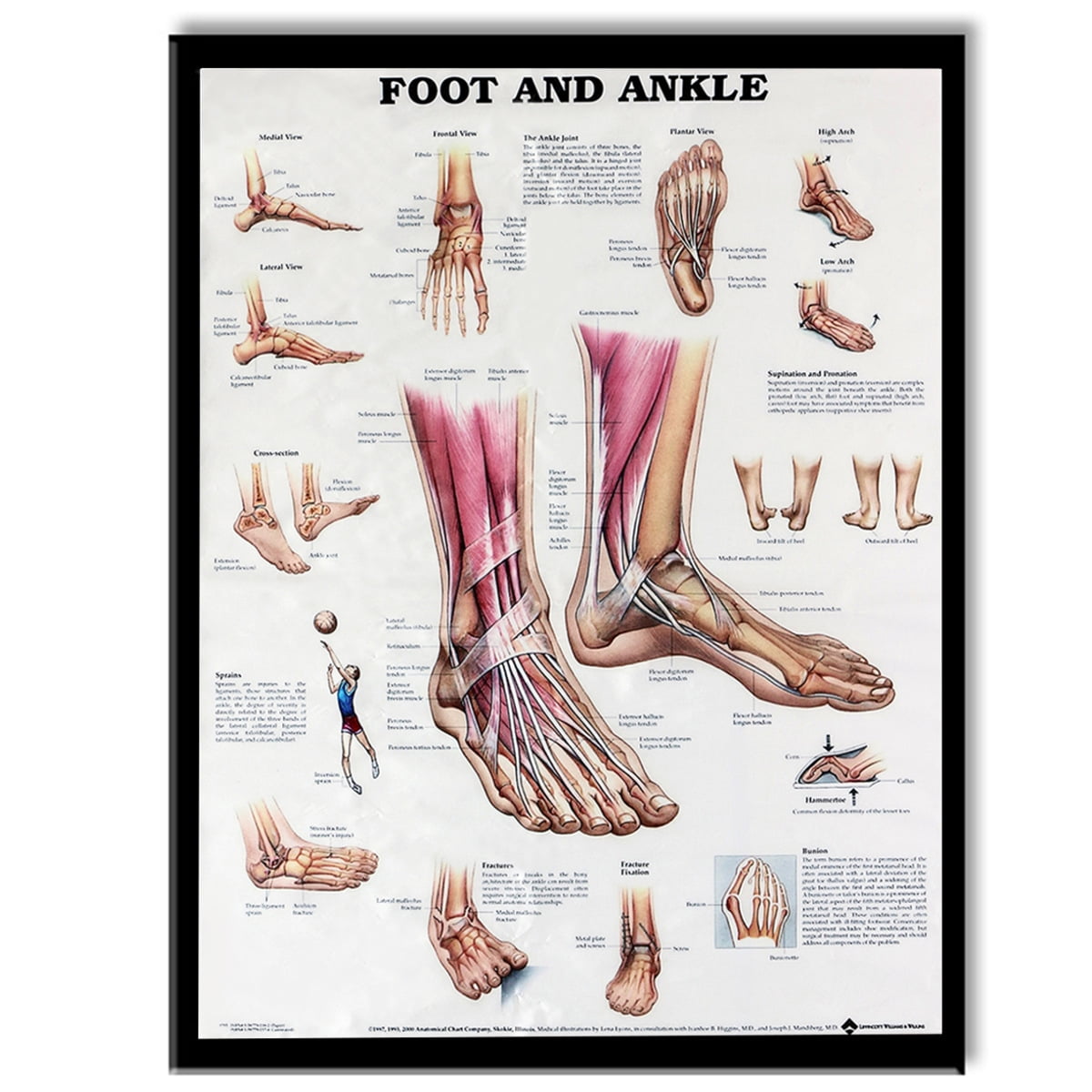 ANATOMY OF FOOT AND ANKLE Poster Anatomical Chart Human Body