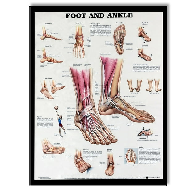 ANATOMY OF FOOT AND ANKLE Poster Anatomical Chart Human Body ANATOMY OF FOOT AND ANKLE Poster Anatomical Chart Human Body