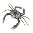 thumbnail image 4 of Modelo animal, modelo animal de juguete, decoración de escritorio, figuras de animales animal marino, modelo animal marino para decorar el cangrejos pequeños, 4 of 8