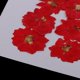 thumbnail image 4 of Flores secas prensadas naturales 12 Pedazos de Flores Prensadas Llamativos Accesorios de Bricolaje Manual, 4 of 9