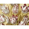 thumbnail image 2 of McQueen, Angela 14x12 Gold Ornate Wood Framed with Double Matting Museum Art Print Titled - Tulips on Gold II, 2 of 4