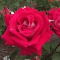 thumbnail image 2 of Own-Root One Gallon Love Grandiflora Red Rose by Heirloom Roses, 2 of 3