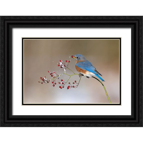 Chen, Jia 14x11 Black Ornate Wood Framed with Double Matting Museum Art Print Titled - Blue bird in winter