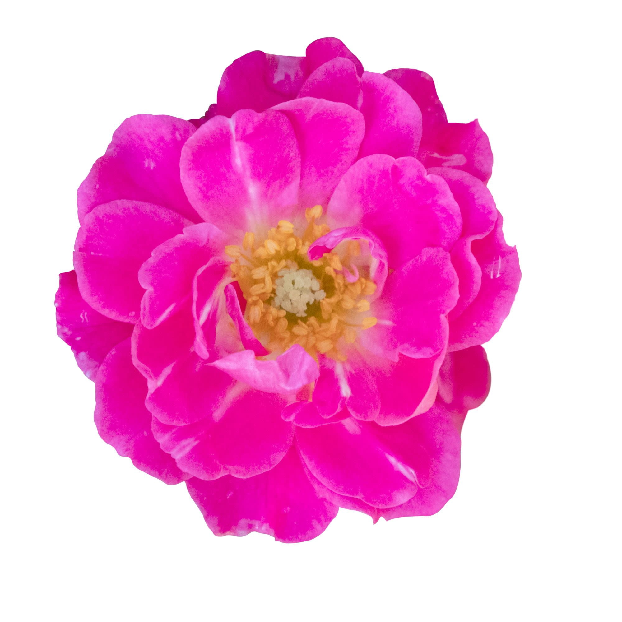 Proven Winners ColorChoice 5" Oso Easy Double Pink Rose Live Plant in 4.5" Pot (4 Count)