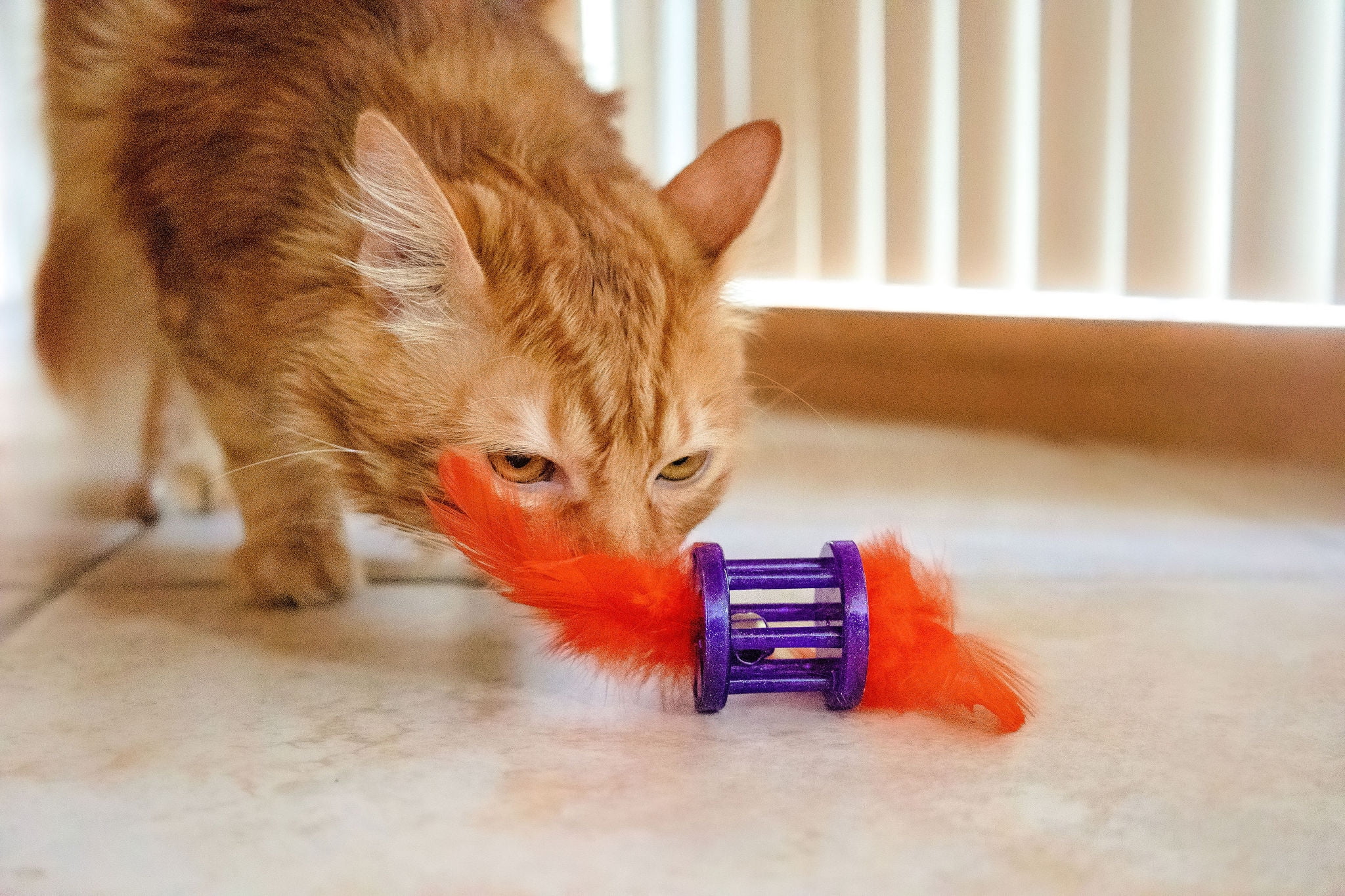Vibrant Life Feather Rattle Cat Toy, Purple