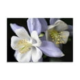 thumbnail image 2 of Gango Home Decor Purple Columbine I by Tammy Putman (Printed on Paper); One 36x24in Fine Art Paper Giclee Print, 2 of 4
