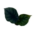 thumbnail image 2 of Alocasia Nebula, Nebula Imperialis, Black Diamond, Silver Plant, Alocasia Silver Nebula, Elephant Ear Plant in 2 inch Pot, 2 of 7