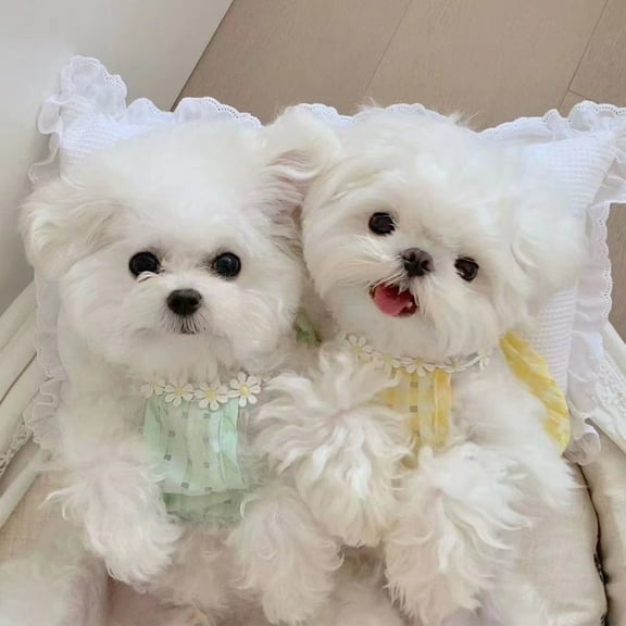 Adorable Pet Clothes for Cats & Small Dogs - Charming Spring & Autumn Wear