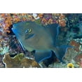 thumbnail image 2 of Shimlock, Jones 14x11 White Modern Wood Framed Museum Art Print Titled - Indonesia Cleaner wrasse fish on coral reef, 2 of 4