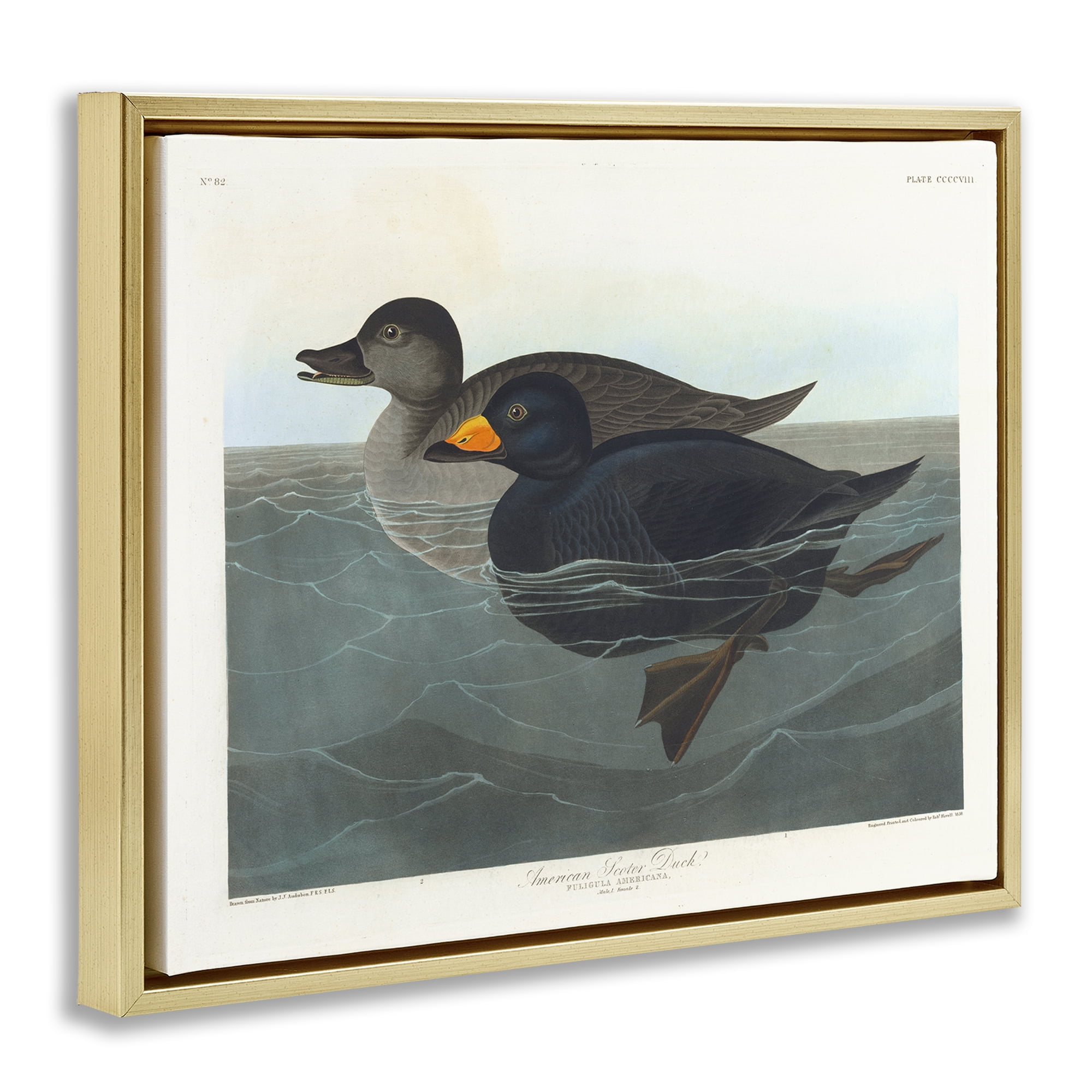 Stupell Industries Classic American Scoter Duck Animals Painting Gold Floater Framed Canvas Art Print Wall Art, 21 x 17