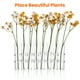 thumbnail image 5 of EeaseMX 1 juego de florero de vidrio hidropónico transparente de 15 x 2,5 cm para arreglos florales, decoración del hogar (14 ganchos en forma de S, 8 floreros de tubo, 1 cepillo de tubo), 5 of 7