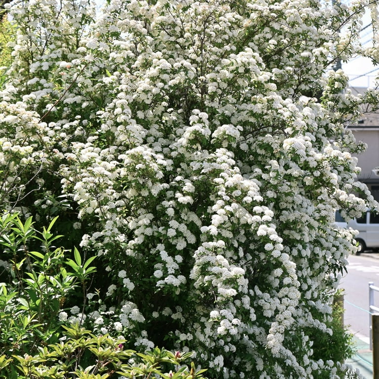 Live Shrub 3 gal Spirea 'Reeves' with Full Sunlight - Walmart.com
