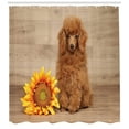 thumbnail image 3 of Ambesonne Poodle Shower Curtain, Sunflower on Wooden Backdrop, 69"Wx70"L, Pale Brown Marigold, 3 of 3