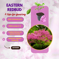 thumbnail image 4 of Set 5 Eastern Redbud Tree, 6-12 Inches Tall, Dormant Eastern Red Bud Plant for Gardening, 4 of 5